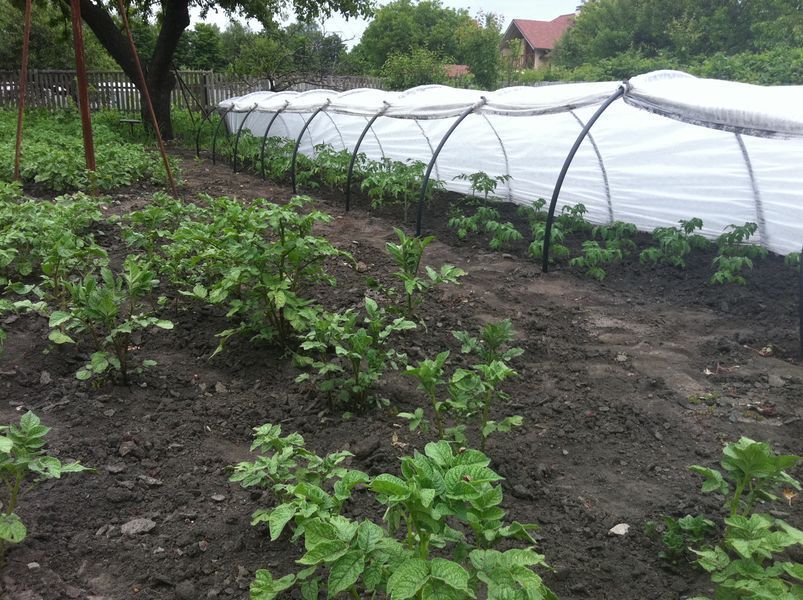 Парник з агроволокна фірми Agreen щільність 42, 10 м 871603743 фото