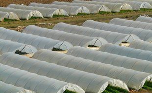Парник з агроволокна фірми  щільність 50, 12 м 871757904 фото